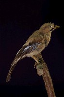 藏品(松鴉)的圖片